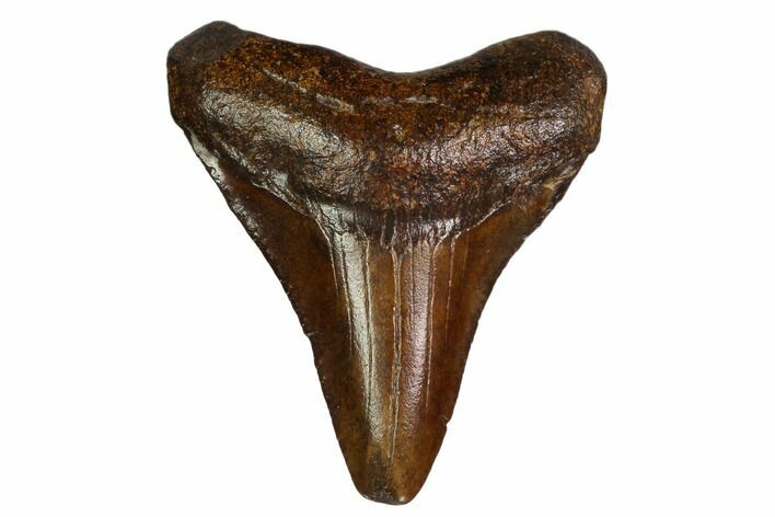 Juvenile Megalodon Tooth - Georgia #158759